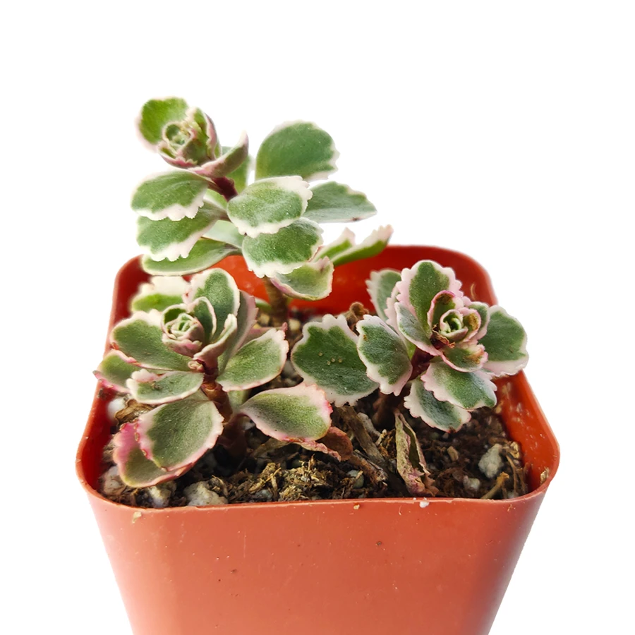 Sedum Tricolor Spurium - Image 4