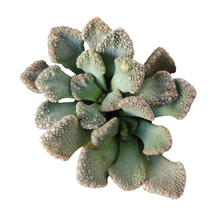 Concrete Leaf Titanopsis Calcarea - Image 2