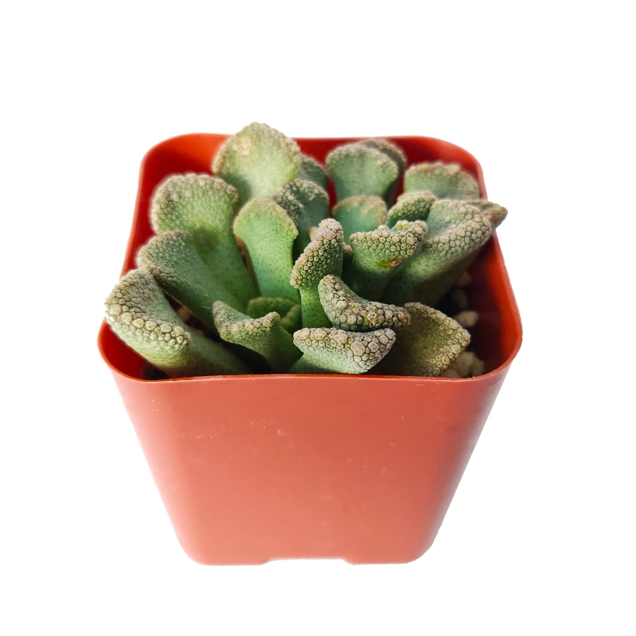 Concrete Leaf Titanopsis Calcarea - Image 5