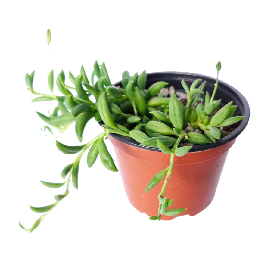 Senecio String Of Bananas - Image 6