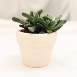 Tiger’s Jaw Crassula