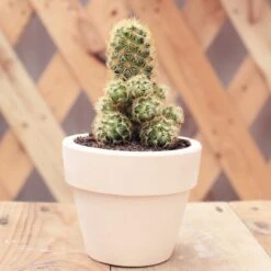 Lady Fingers Cactus Mammillaria Elongata