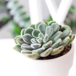 Echeveria Doris Taylor Succulent