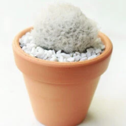 Peruvian Old Man Cactus