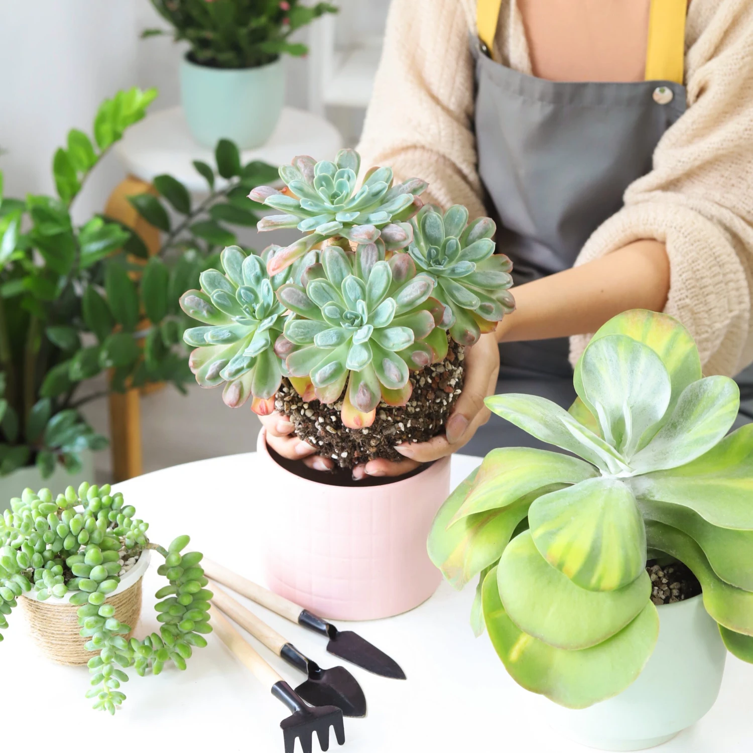 Echeveria Raindrops Succulent - Image 2