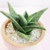 White Fox Aloe Plant