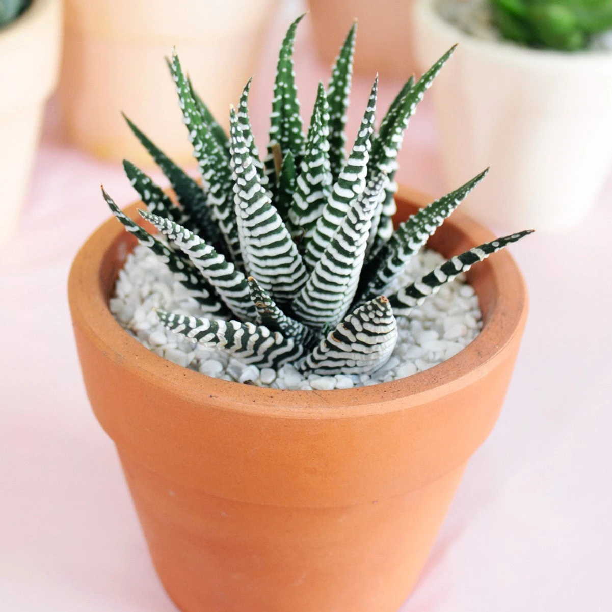 Haworthia Zebra Plant - Image 3