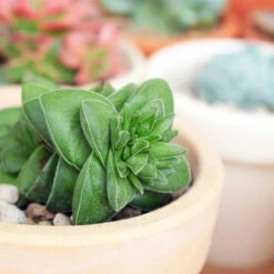 Crassula Springtime Succulent