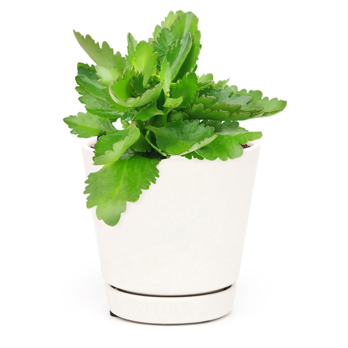 Kalanchoe Blossfeldiana 'Calandiva Yellow' - Image 8