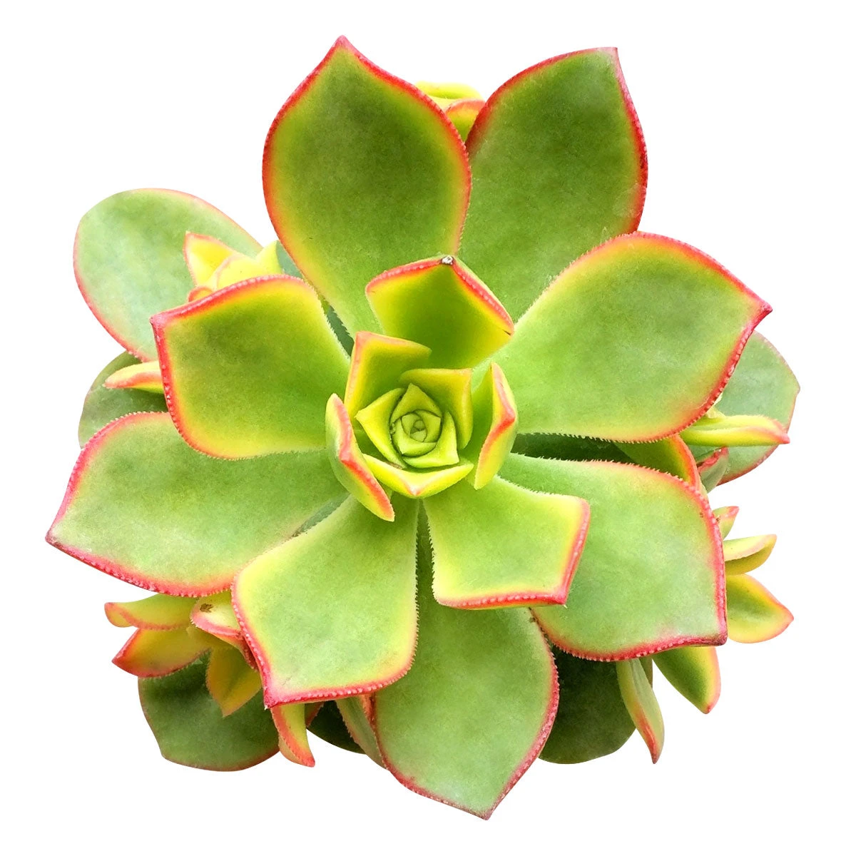 Aeonium Kiwi Haworthii - Image 3