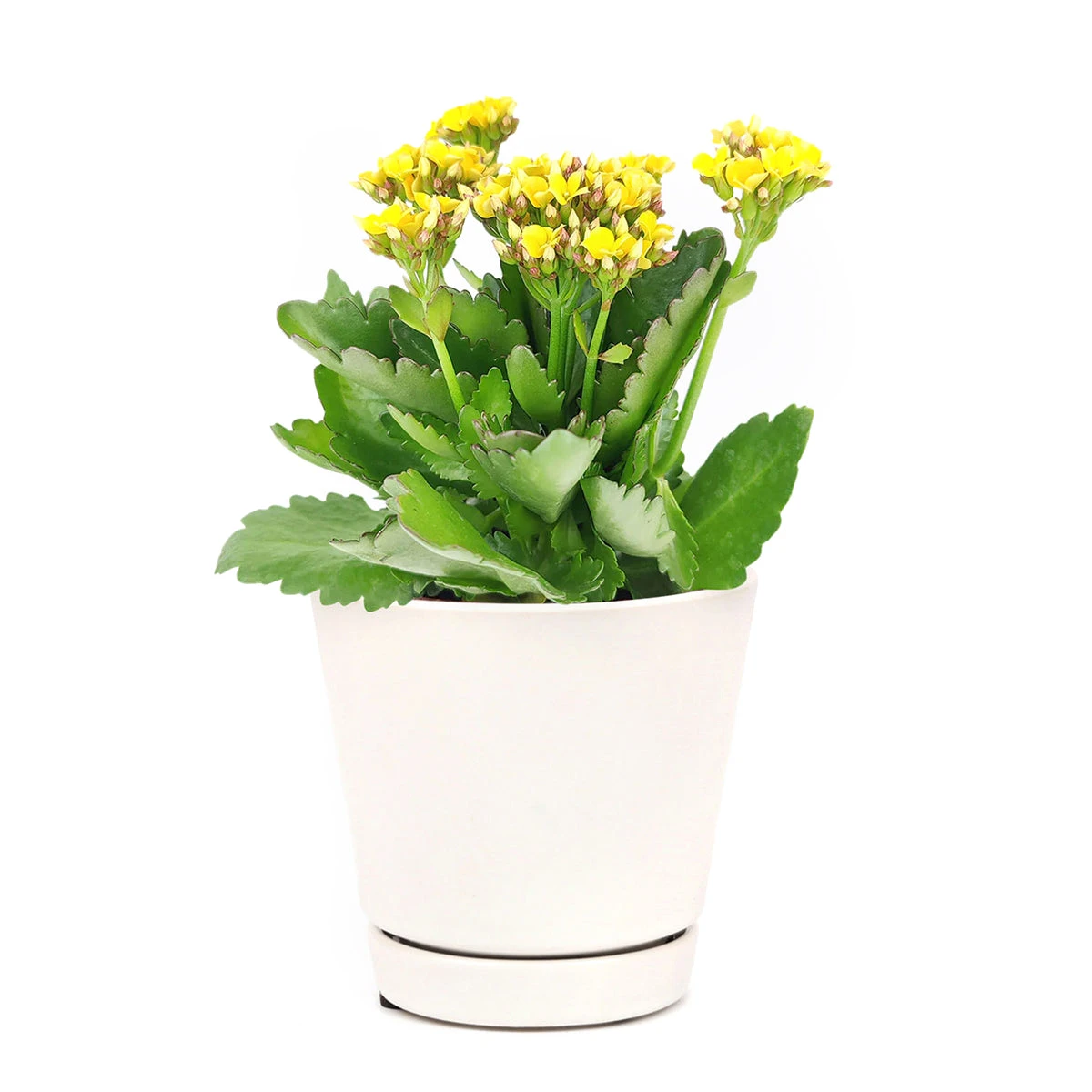 Kalanchoe Blossfeldiana 'Calandiva Yellow' - Image 4