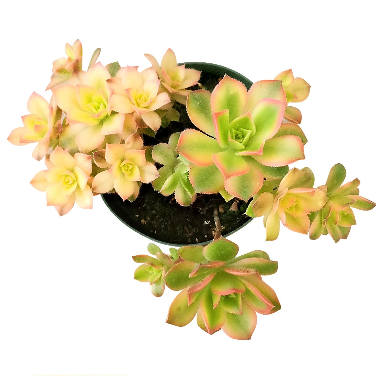 Aeonium Kiwi Haworthii - Image 8