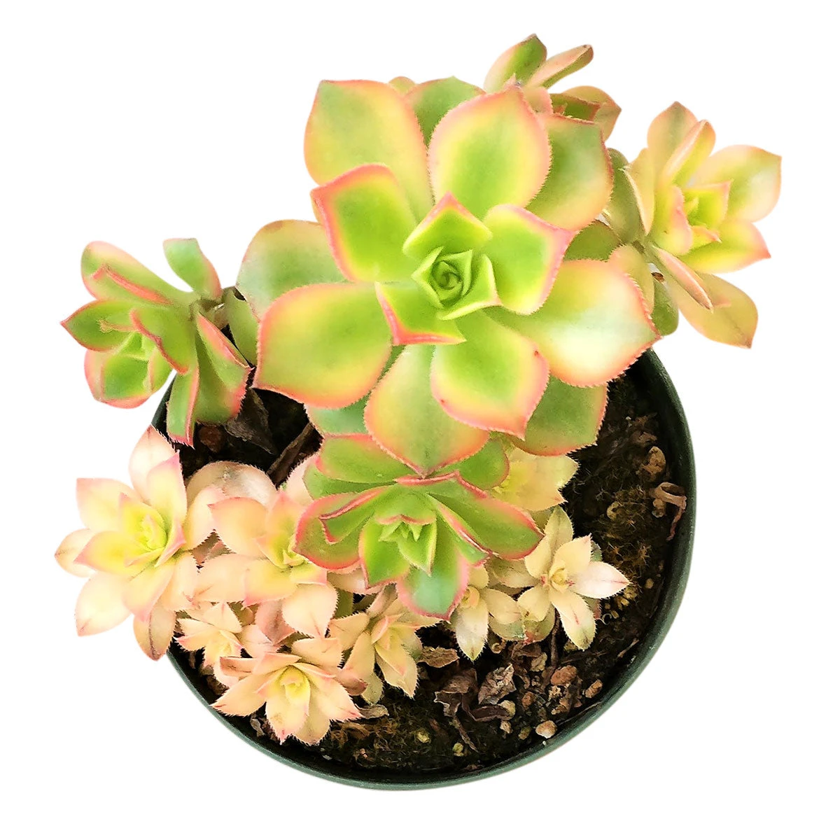 Aeonium Kiwi Haworthii - Image 7