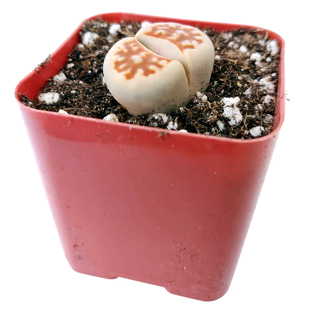 Lithops Living Stones - Image 8