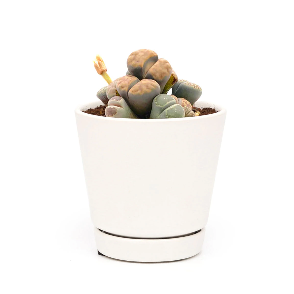Lithops Living Stones - Image 16