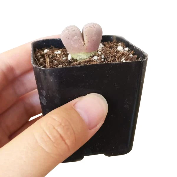 Lithops Living Stones - Image 5