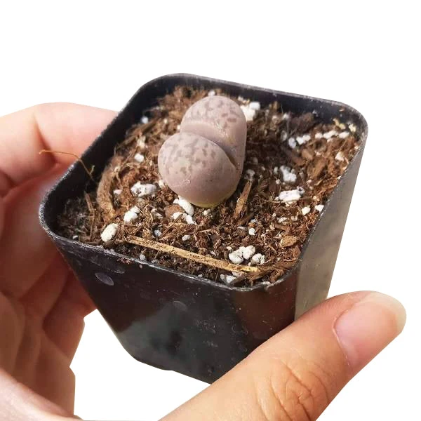 Lithops Living Stones - Image 7