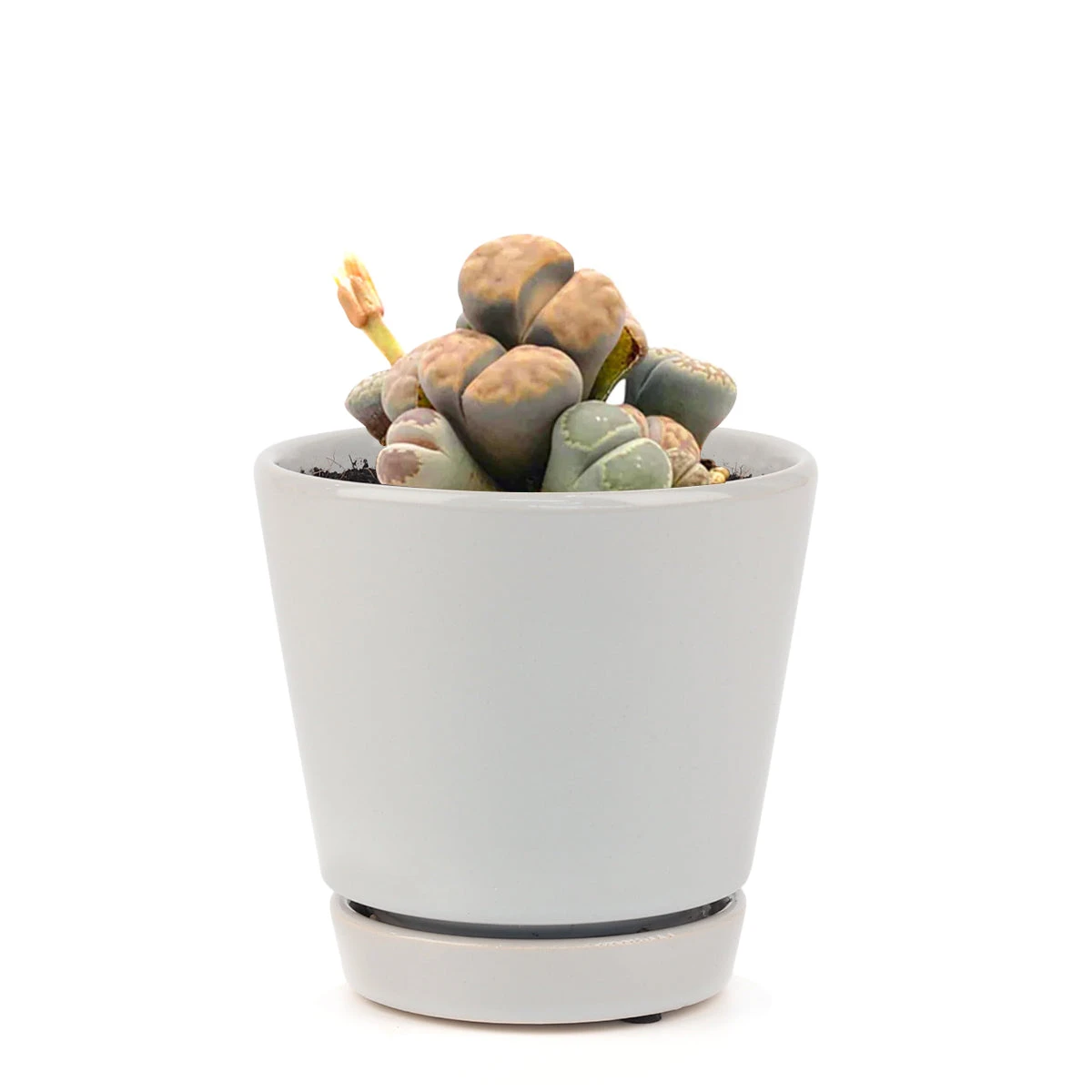 Lithops Living Stones - Image 17