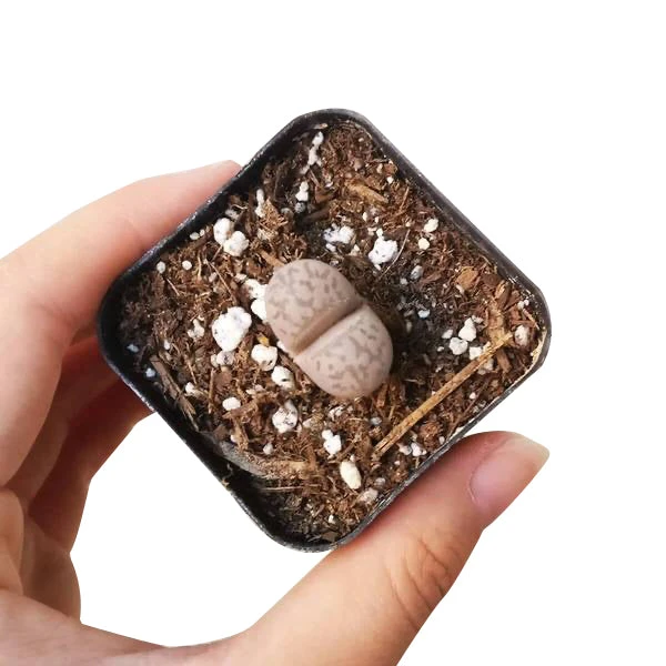 Lithops Living Stones - Image 6