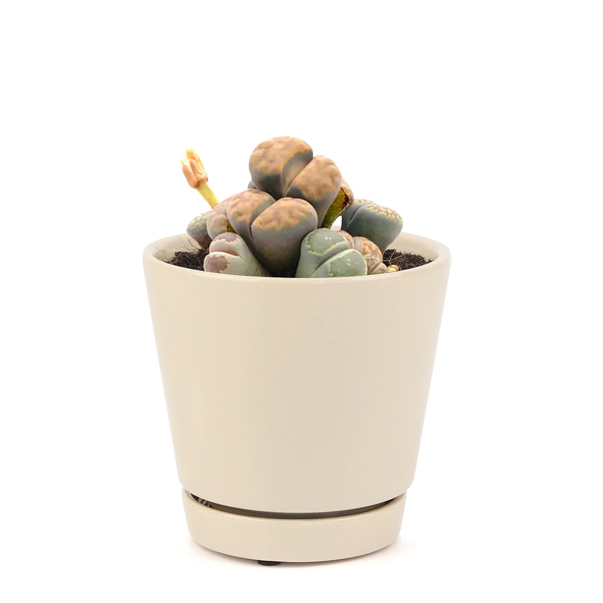 Lithops Living Stones - Image 18