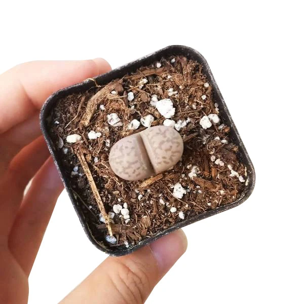 Lithops Living Stones - Image 4
