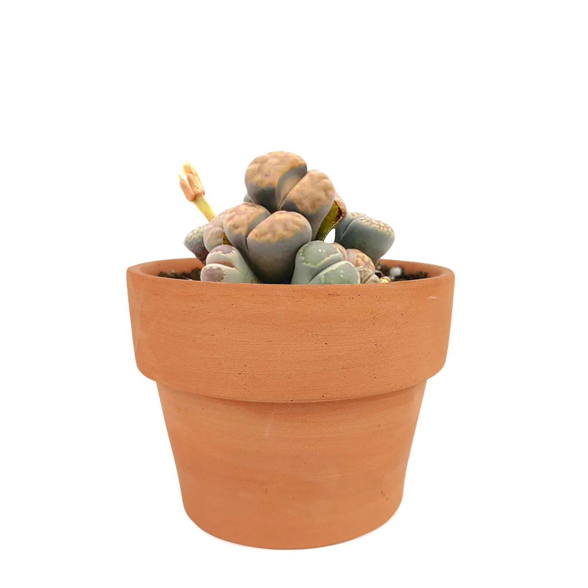 Lithops Living Stones - Image 19
