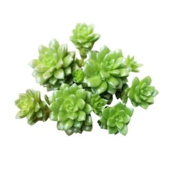 Sedum Little Gem Succulent