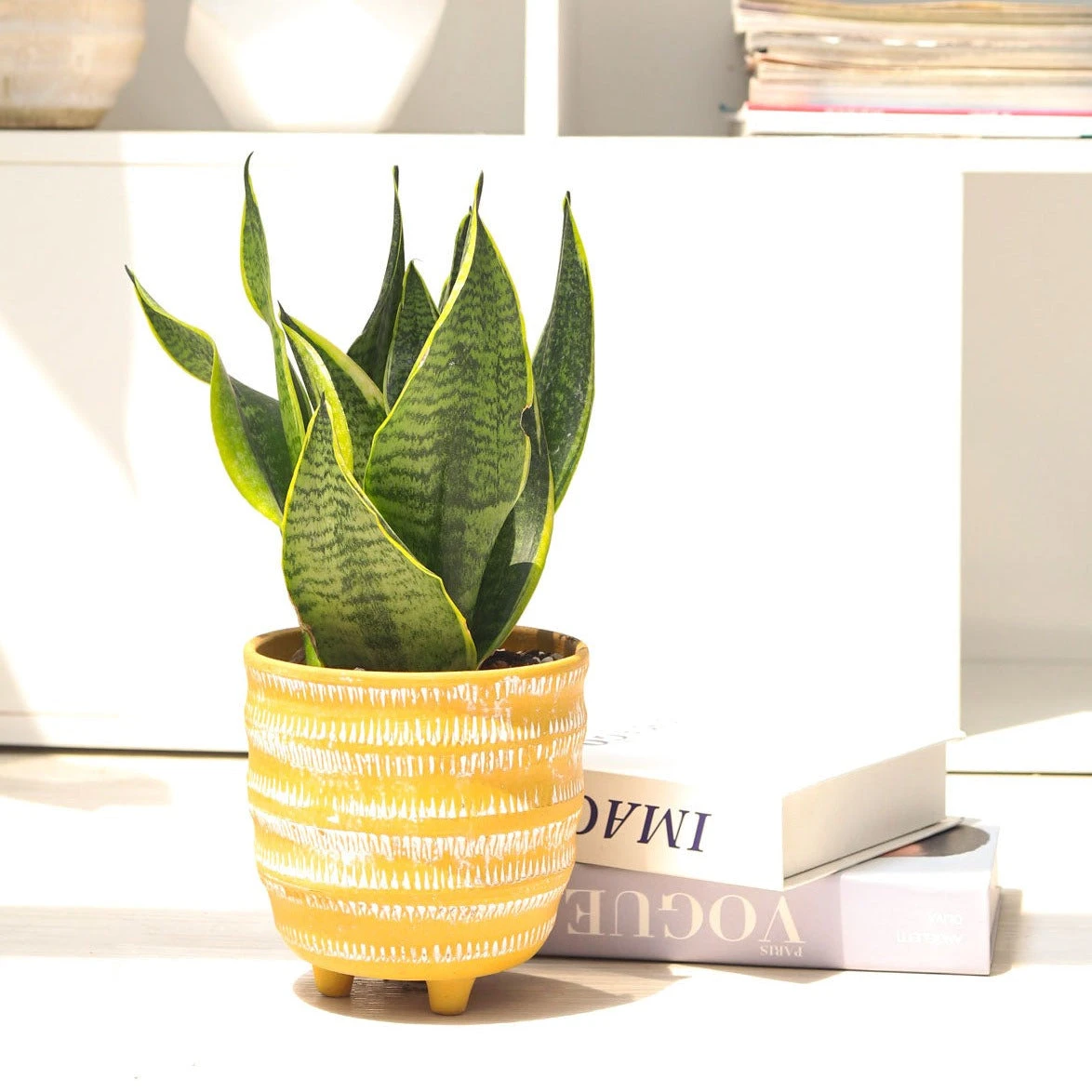 Snake Plant Sansevieria Laurentii
