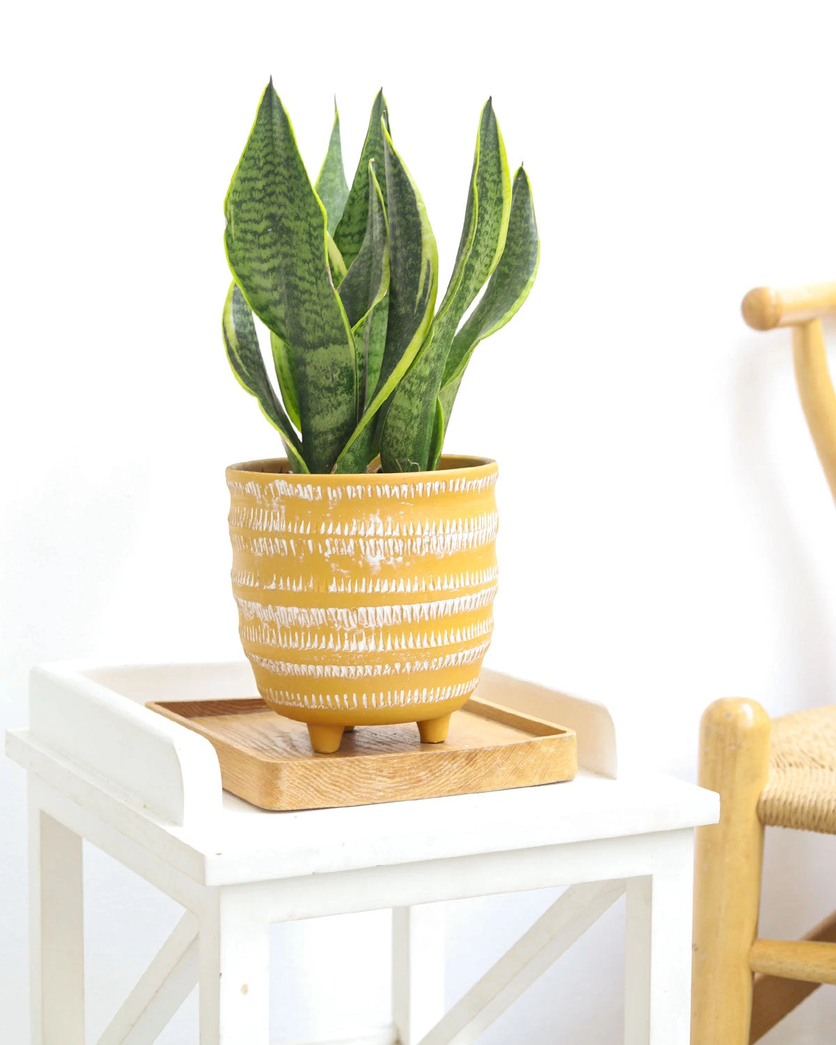 Snake Plant Sansevieria Laurentii - Image 5