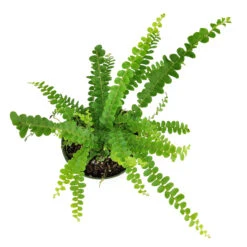 Lemon Button Fern