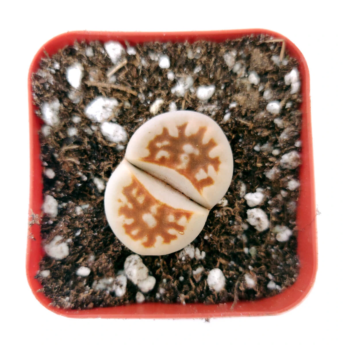 Lithops Living Stones - Image 9