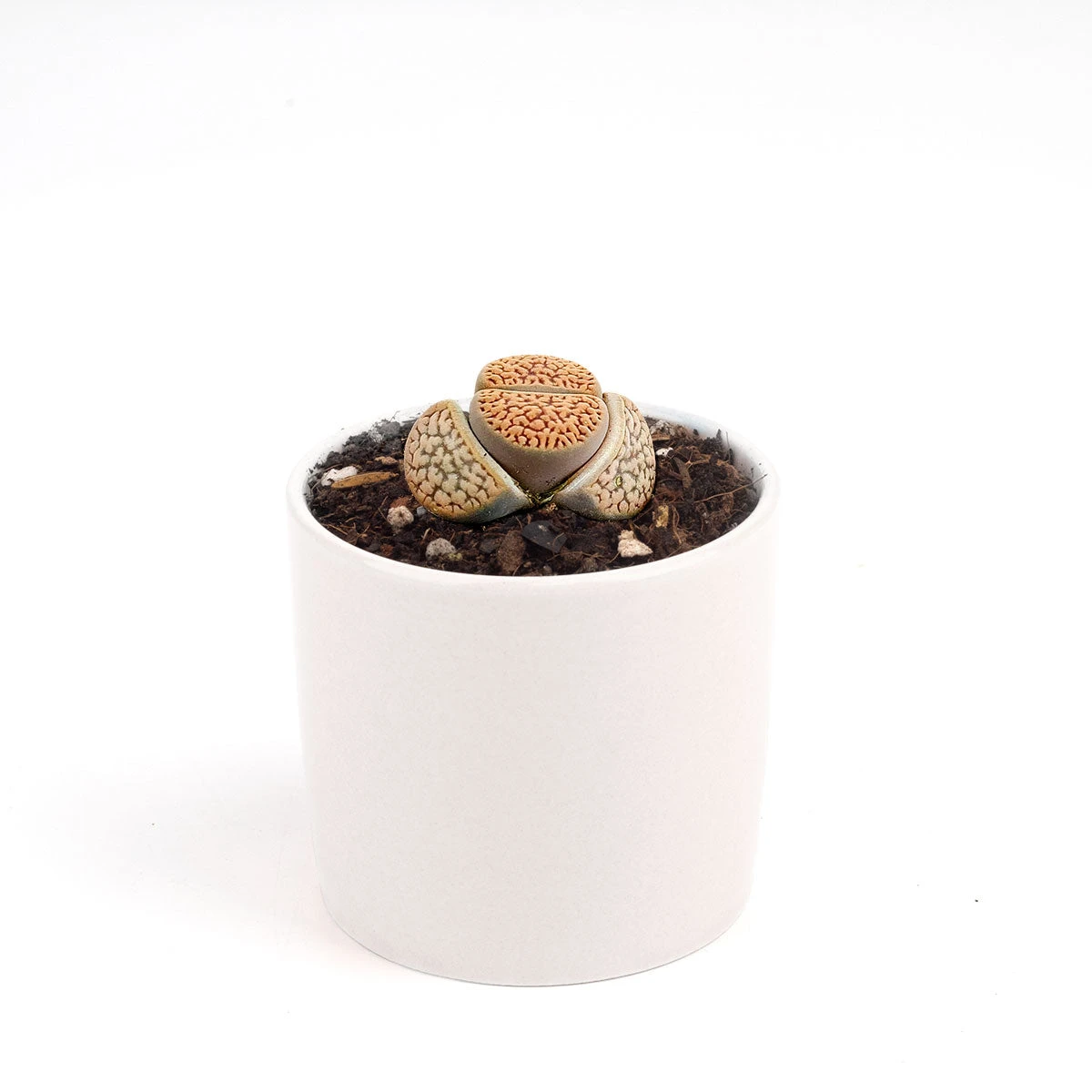 Lithops Living Stones - Image 14