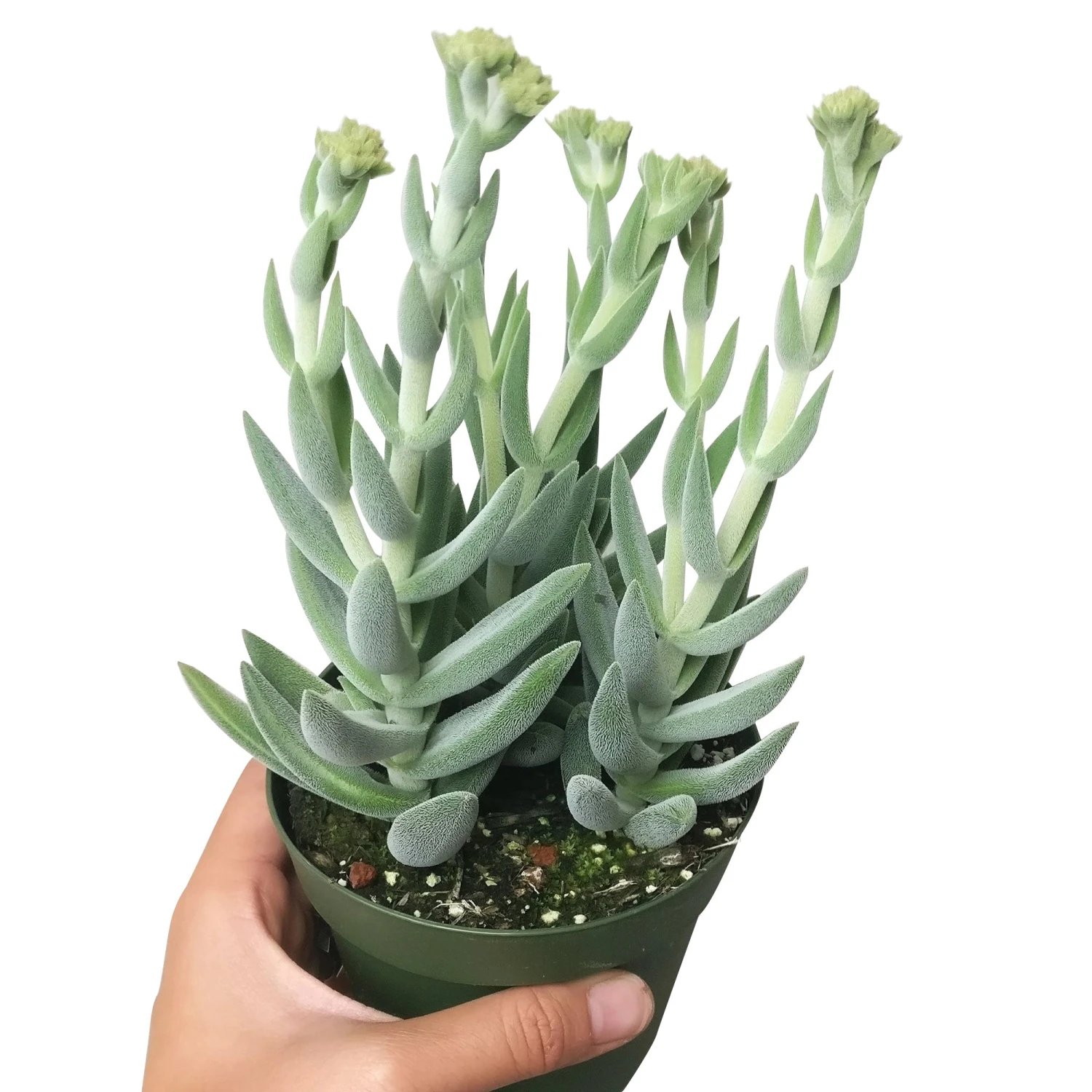 Crassula Mesembryanthemoides - Image 5