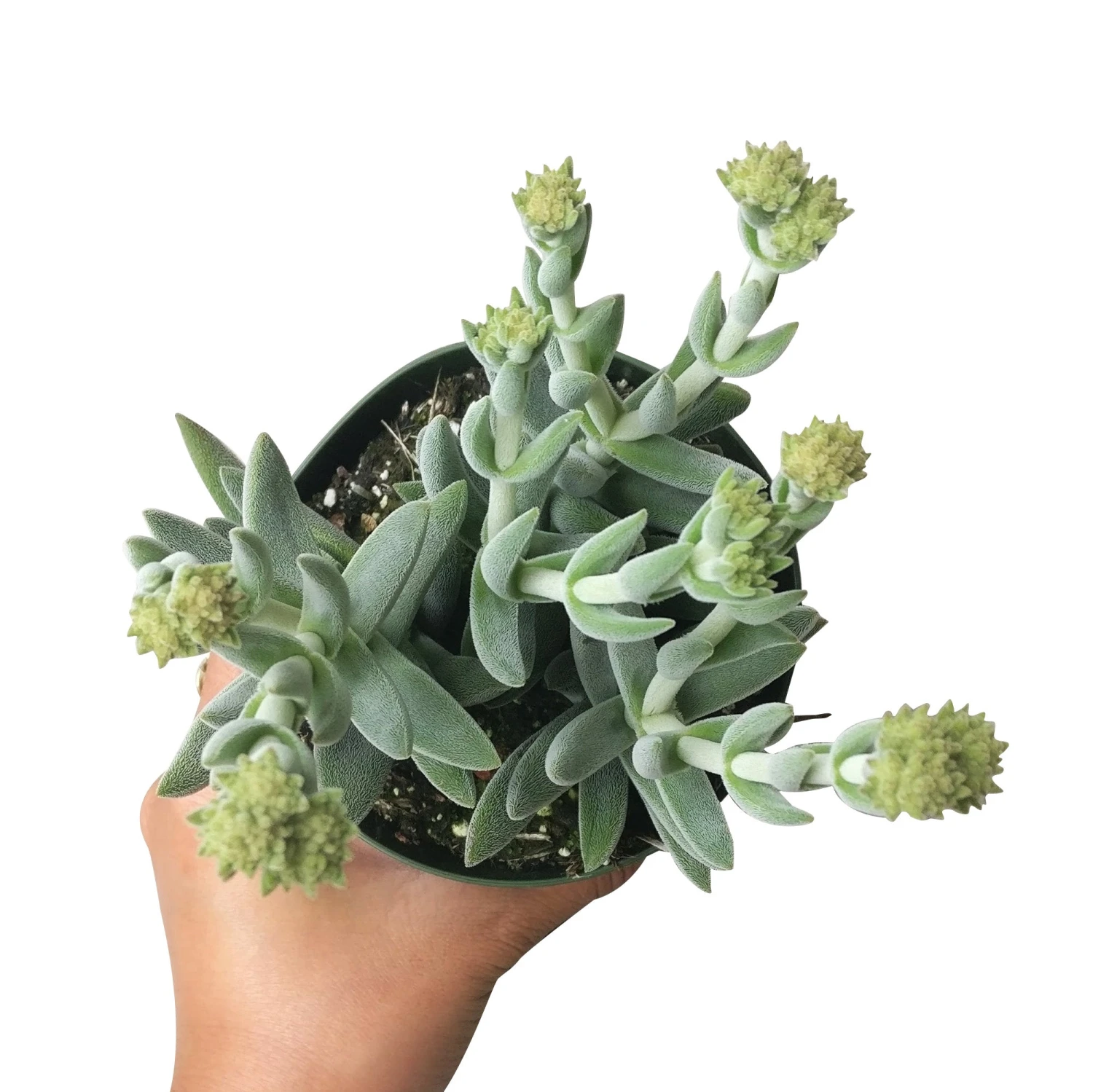 Crassula Mesembryanthemoides - Image 6