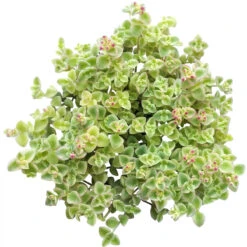Sedum Little Missy Succulent