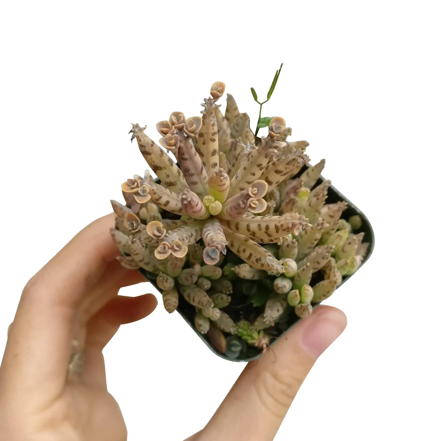 Mother Of Millions Kalanchoe - Image 3