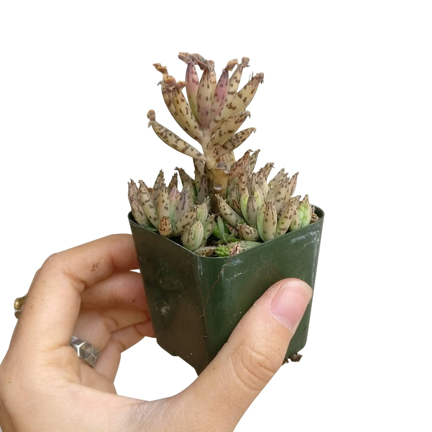 Mother Of Millions Kalanchoe - Image 4