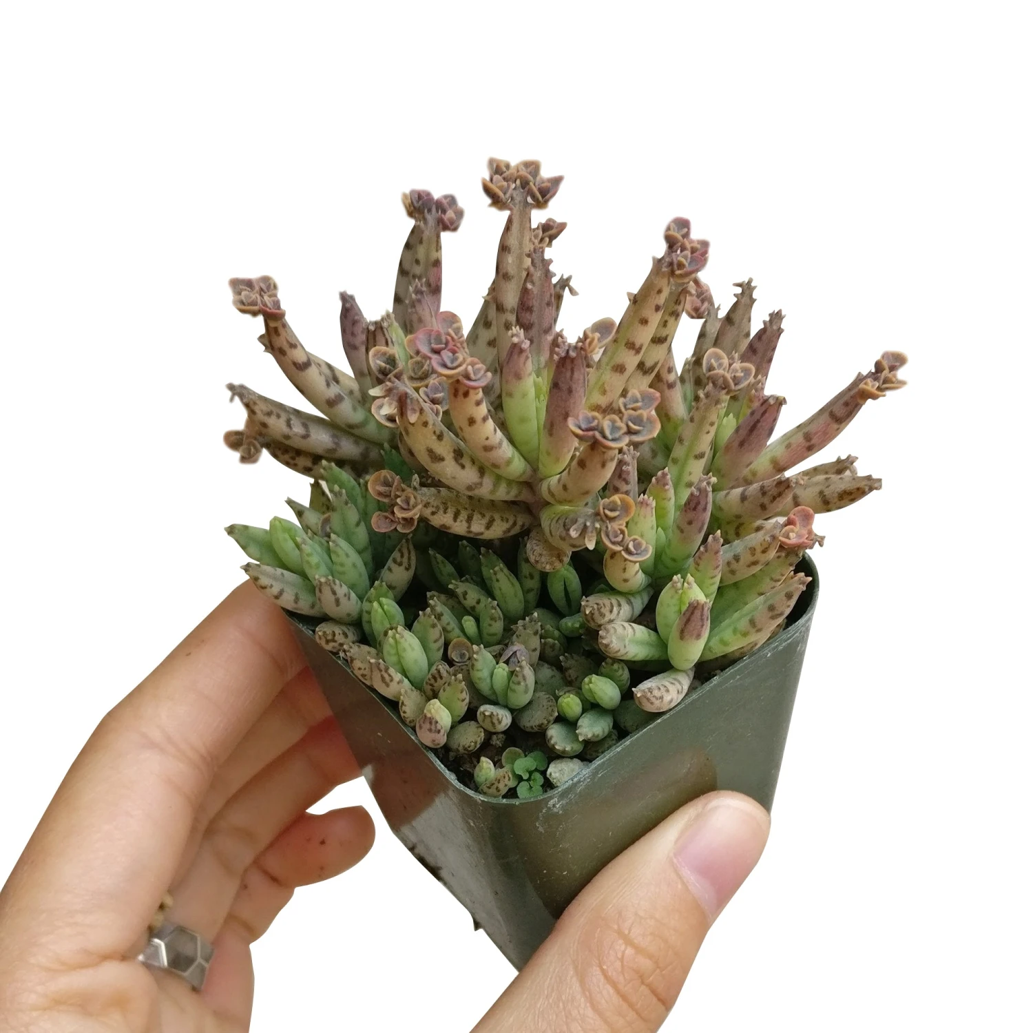 Mother Of Millions Kalanchoe - Image 6