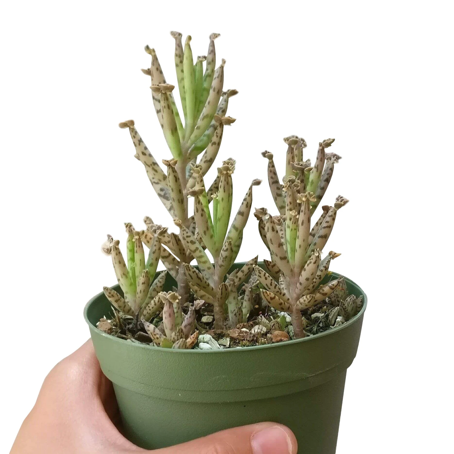 Mother Of Millions Kalanchoe - Image 7