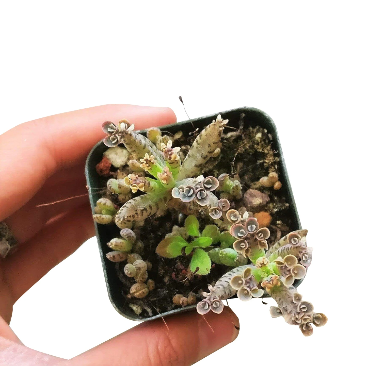 Mother Of Millions Kalanchoe - Image 8