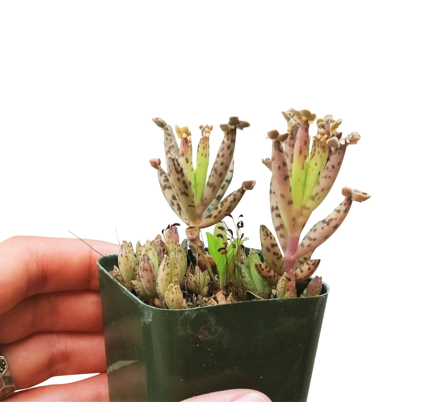 Mother Of Millions Kalanchoe - Image 9