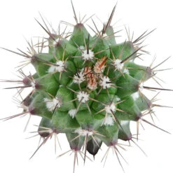 Mammillaria Tenango Del Valle Cactus