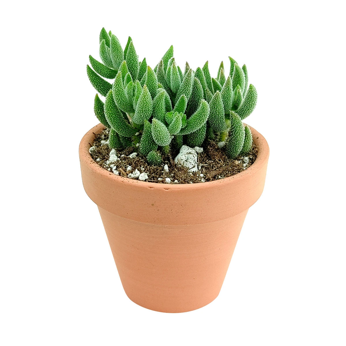 Crassula Mesembryanthemoides - Image 2