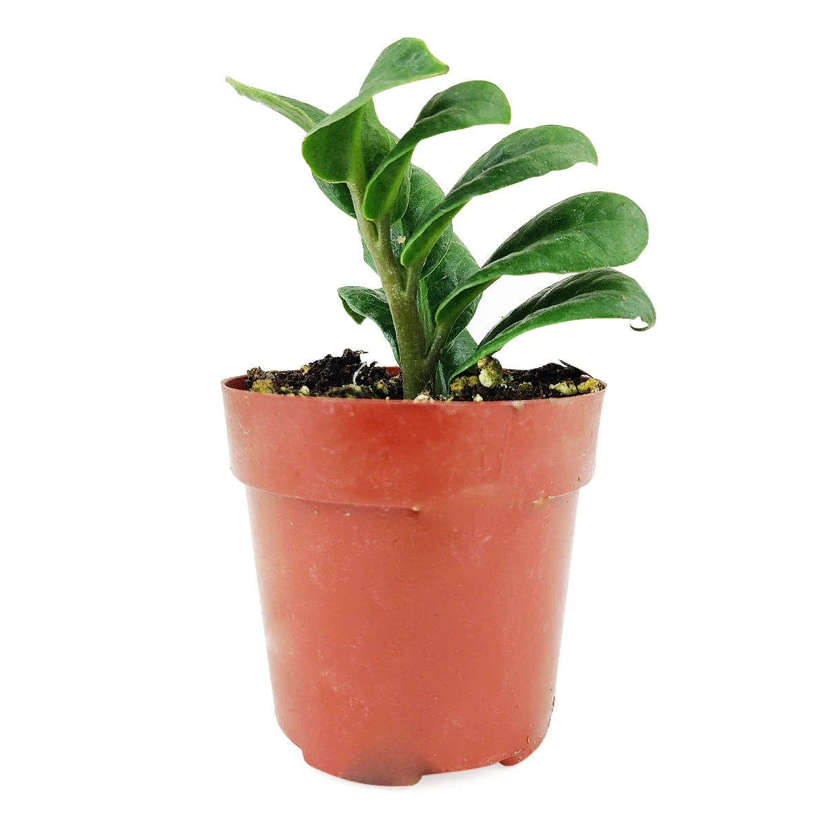 Zamioculcas Zamiifolia 'Zenzi' (Dwarf ZZ Plant) - Image 2