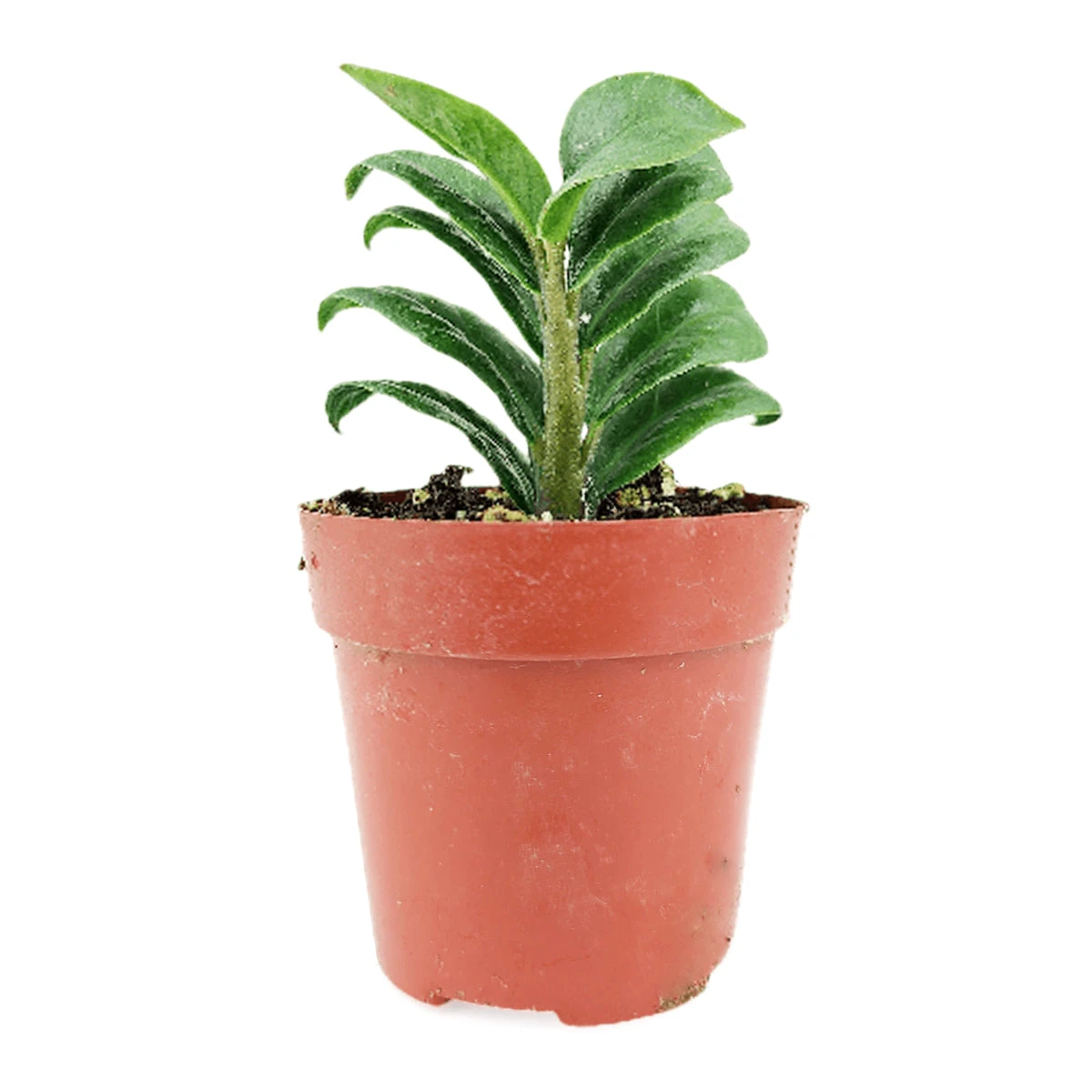Zamioculcas Zamiifolia 'Zenzi' (Dwarf ZZ Plant) - Image 3
