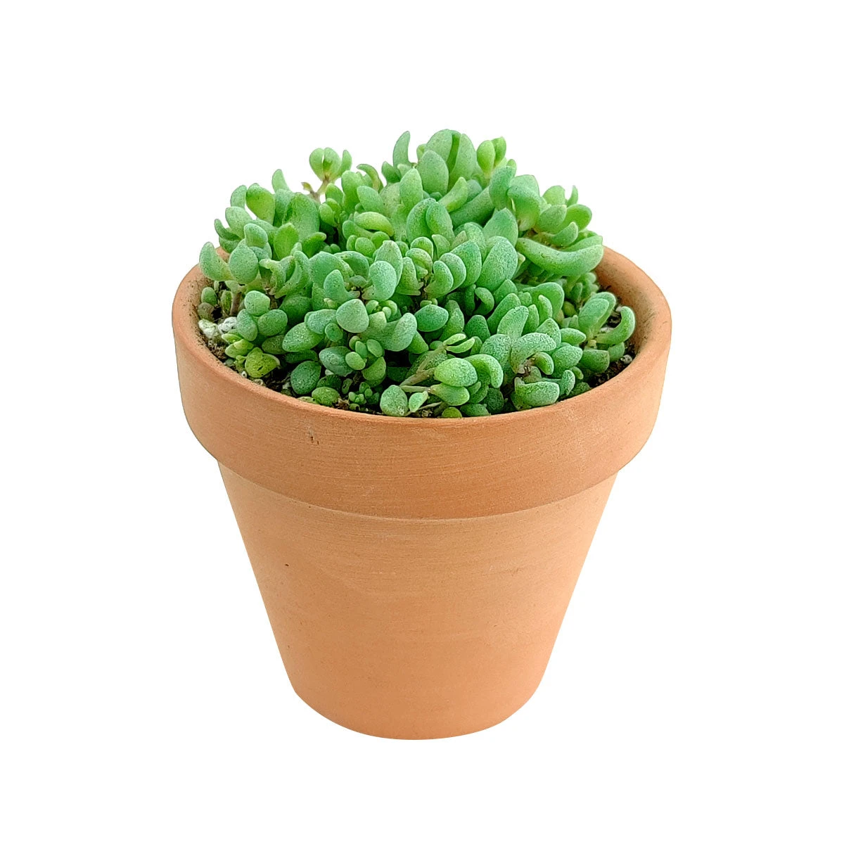 Sedum Minor Succulent - Image 5