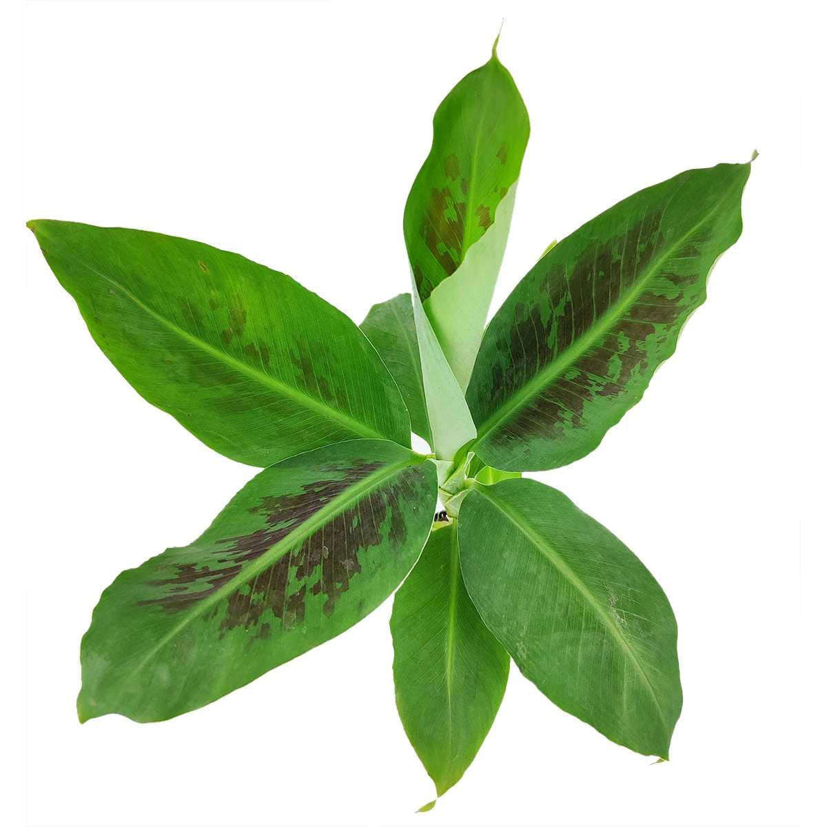 Musa Tropicana Banana Plant - Image 3