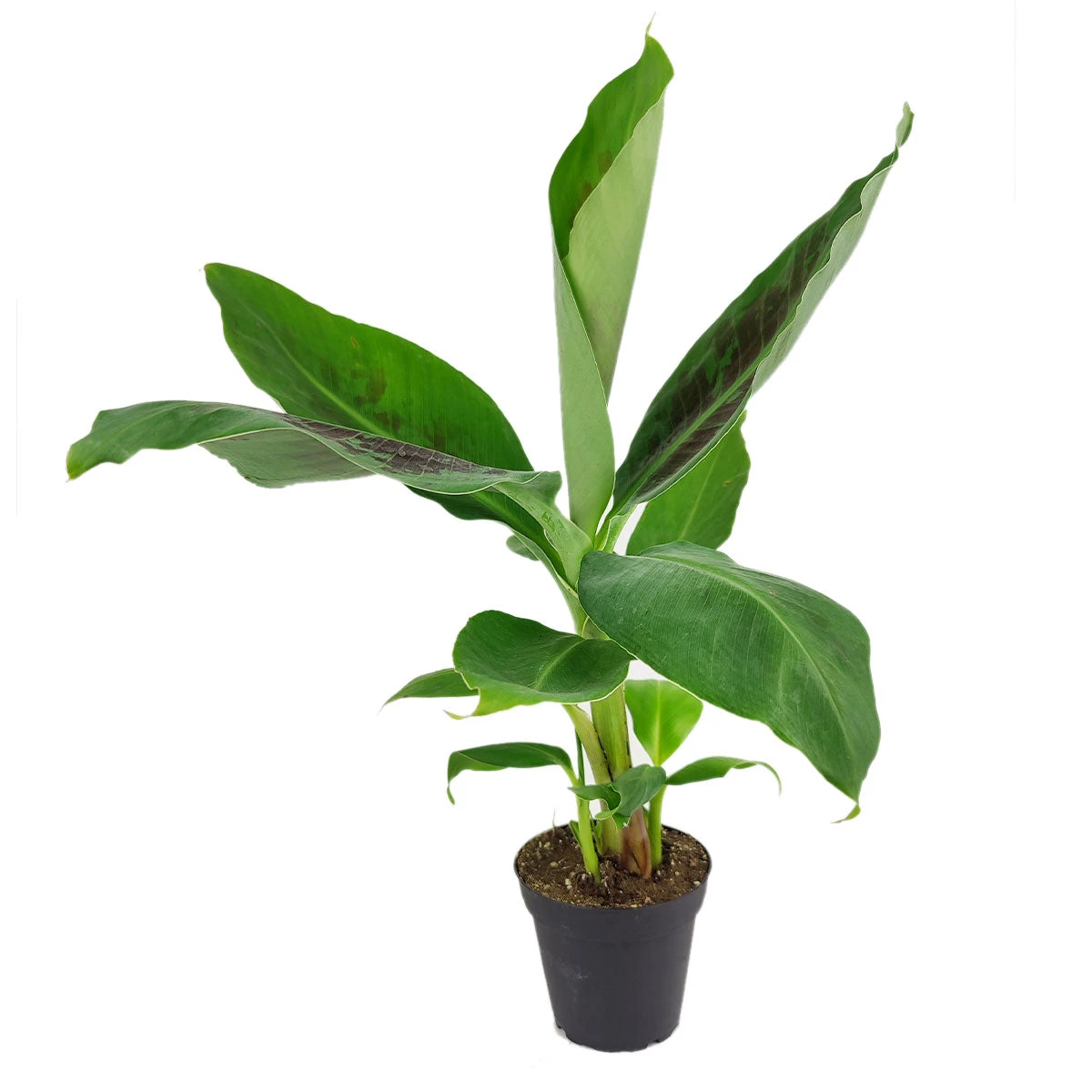 Musa Tropicana Banana Plant - Image 2