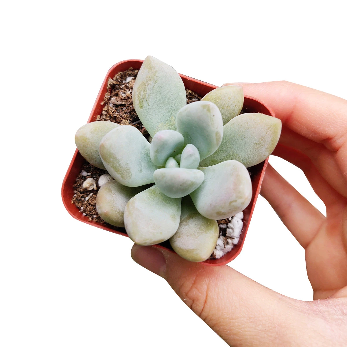Graptoveria Opalina - Image 2