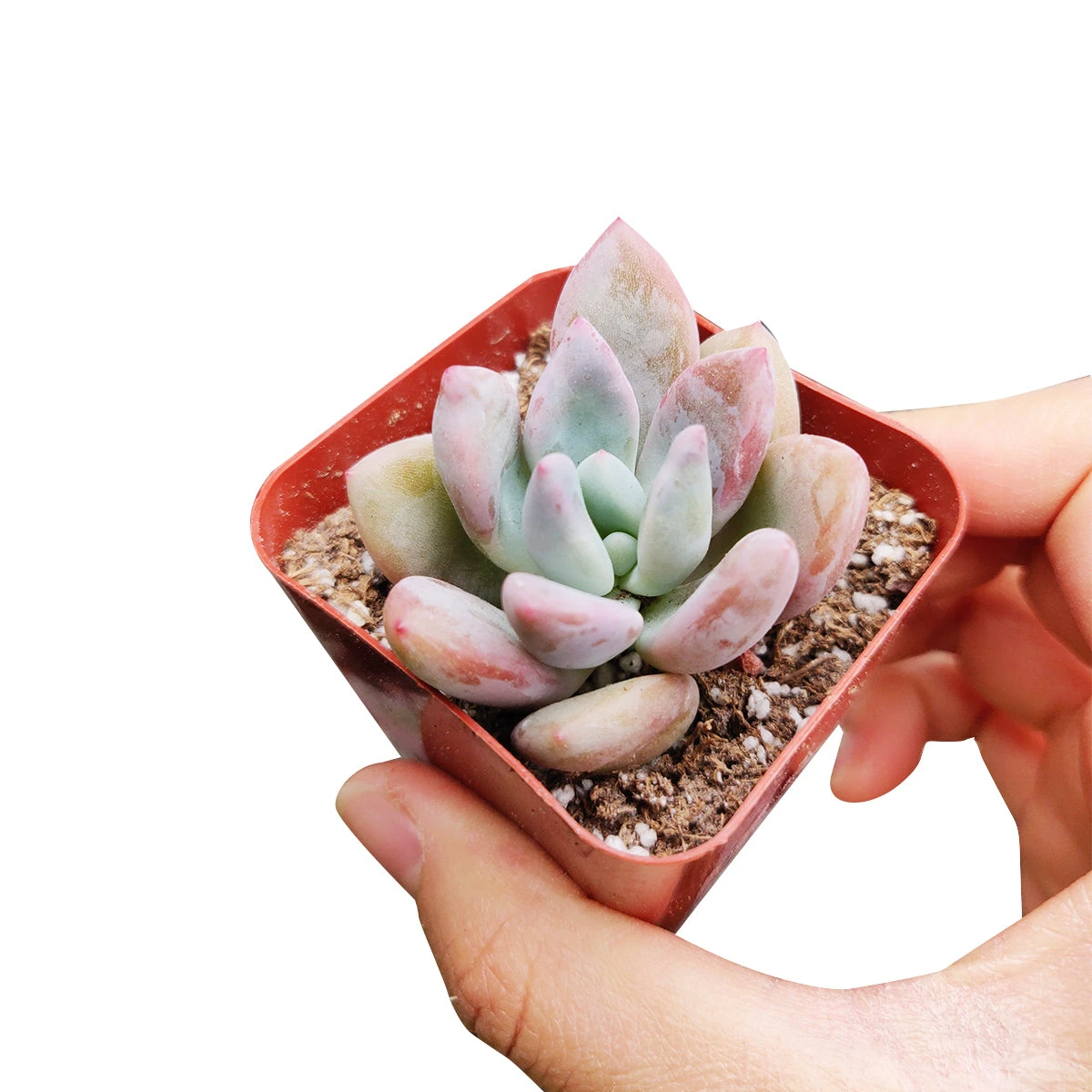 Graptoveria Opalina - Image 3